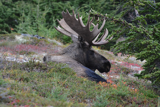 Bull Moose resting