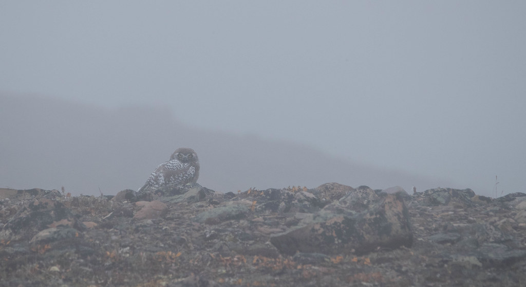 Bubo in the mist