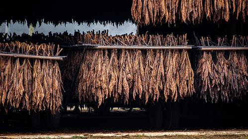 tobacco smoking barn autumn fall curedtobacco tobaccobarn south