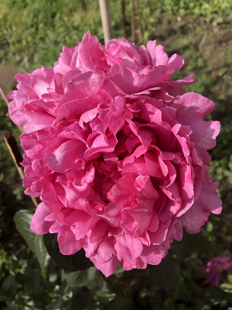 Un fiore per un'amica (ibrido tea Yve Piaget - Queen Adelaide rose)