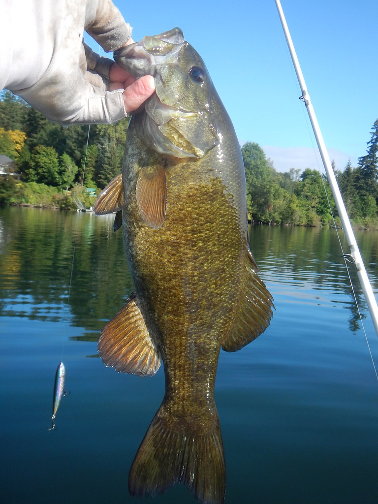 Hobie Forums • View topic - Willamette smallmouth in fall transition