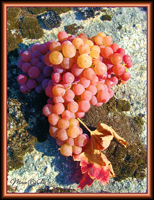 Um belo exemplar de cacho de uvas doiradas - Águas Frias (Chaves) - PORUGAL