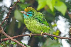 Yellow fronted barbet