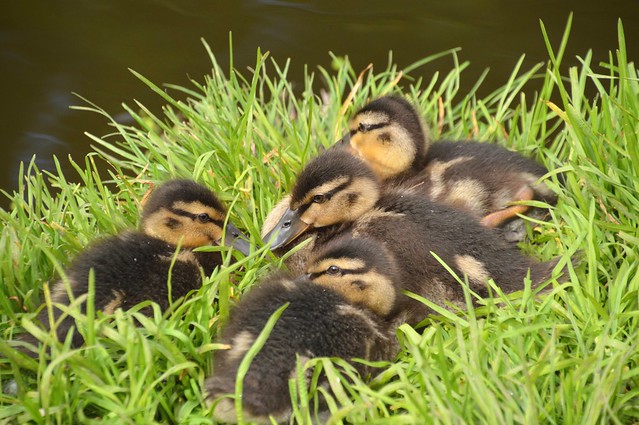 Group of baby ducks