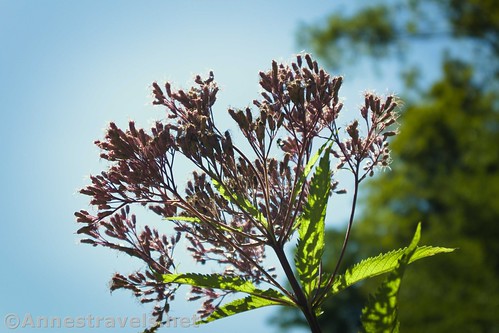 A wildflower sometimes called a Spotted Joe-pye Weed, Colton Point State Park, Pennsylvania