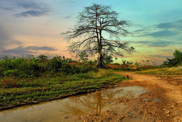 Tree and Morning