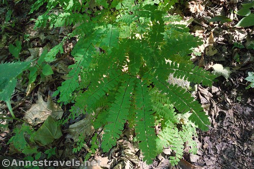 Ferns along the Turkey Path, Colton Point State Park, Pennsylvania