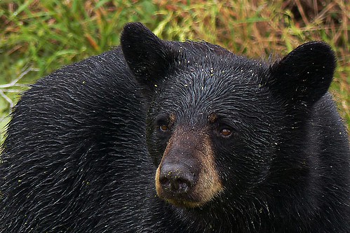 panasonicfz200 panasonic fz200 northcarolina outerbanks alligatorrivernwr bear bruin animal black blackbear