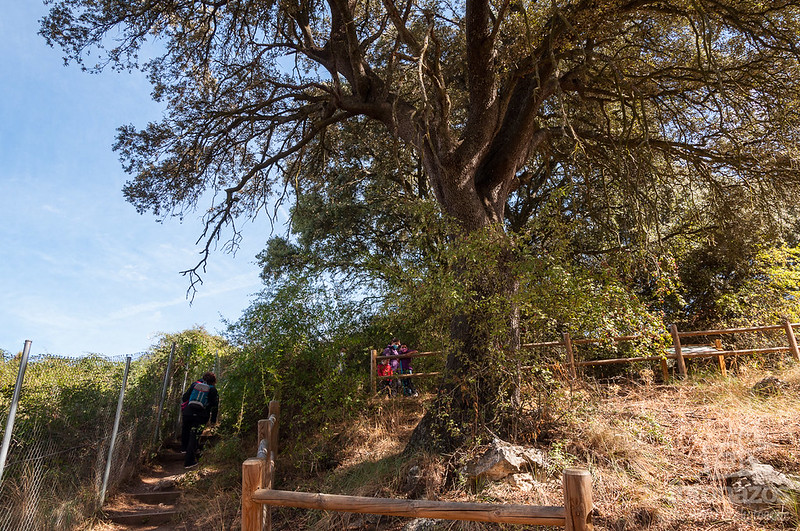 Ruta por el Bosque de Valdenazar en Yebes – Guadalajara