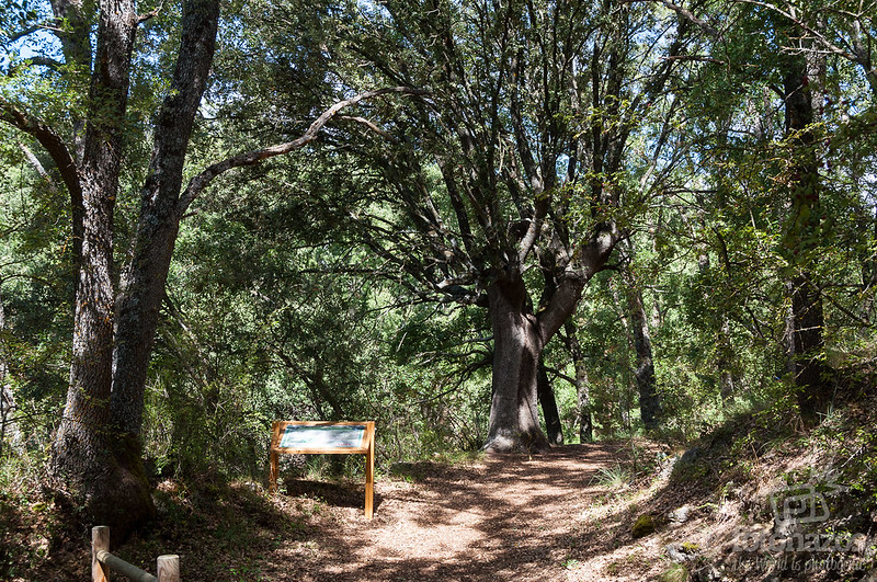 Ruta por el Bosque de Valdenazar en Yebes – Guadalajara