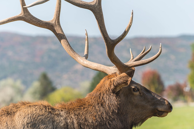 Bull elk with a big rack