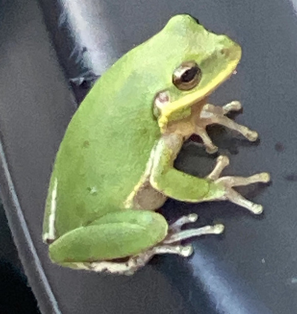 Gray's Tree Frog at Our Home in Lady Lake, Florida