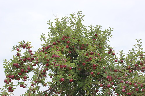 orchard verger apple nature québec quebec qc canada monteregie montérégie