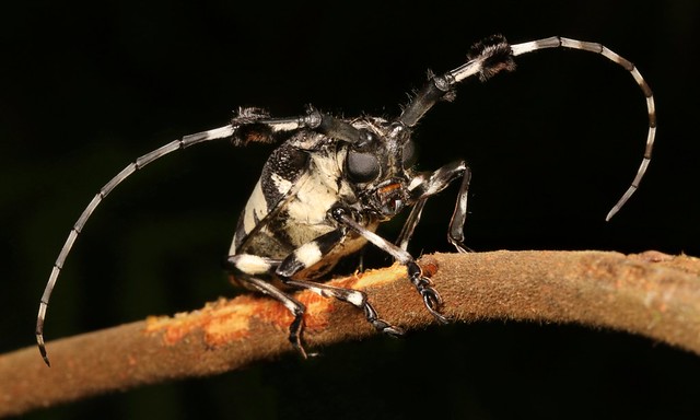 Longhorn Beetle (Aristobia voeti, Lamiinae, Cerambycidae)