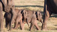 elephant twins