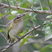 Flickr photo 'Red-eyed Vireo (Vireo olivaceus)' by: Mary Keim.