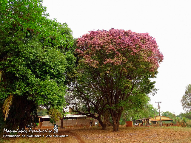 Sapucaia (Lecythis pisonis)