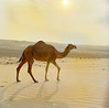 desert camel by AR Photograpghy