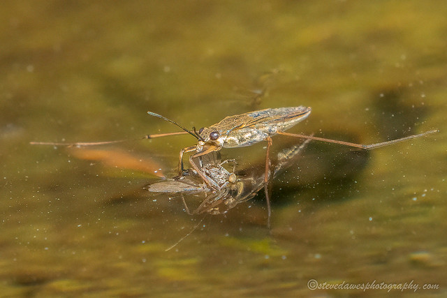 Pond Skimmer ( Gerridae )