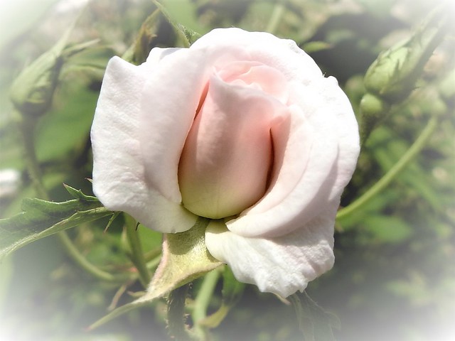 White Rose DSCN5469