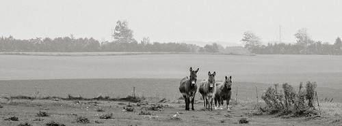blackwhitephotos danmark denmark minoltamctelerokkor100mmf35 struer vejrum vejrumstad bw dis donkey haze horse landscape mist nature visualpoetry æsel centraldenmarkregion