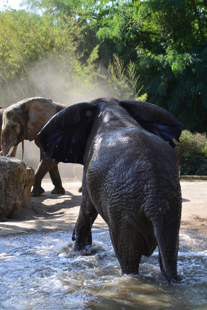 Savanneolifant (Loxodonta africana) | Zoo Duisburg