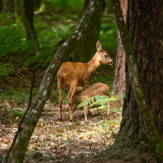 Mother & Baby in the New Forest, Hampshire, UK.