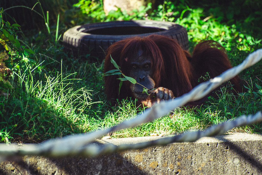 Nikon D4 + AF-S 70-300mm F4.5-5.6G VR