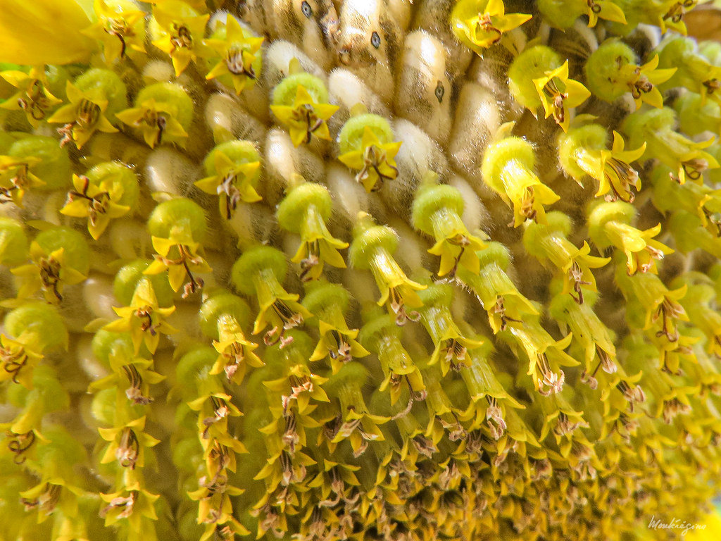Sunflower seed heads - Tournesol en tête de semences