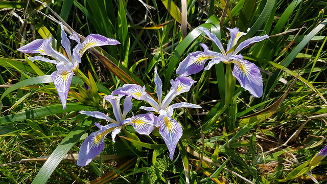 Douglas Iris aka Iris Douglasiana at Cape Blanco SP, OR