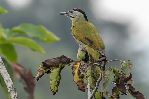 bird bhagsu himachalpradesh outdoor nature naturephotography flickrnature avian sonya7iii sony