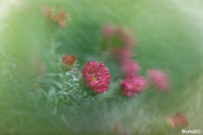 20200927_Fleurs_jardin_0642_DxO-BorderMaker