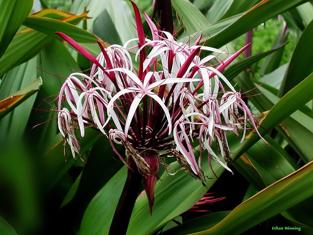 Hawaiian Sumatran Giant Lily  2005
