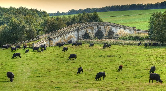 Aberdeen Angus herd and ornamental bridge, Castle Howard Estate