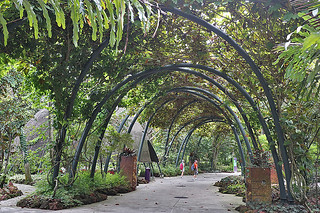 Layover in SG -  Gardens By The Bay Understorey