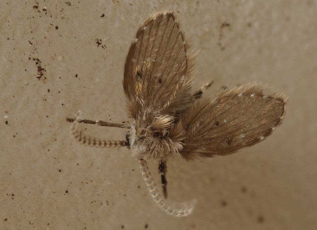 2020-09-27-Moth fly under shell
