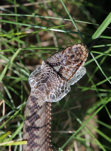 Adders shedding skin ('sloughing')