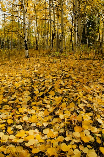 colorado nevadavillecolorado centralcitycolorado autumn fall aspentrees fallfoliage leaves fallleaves yellowleaves nature outdoors