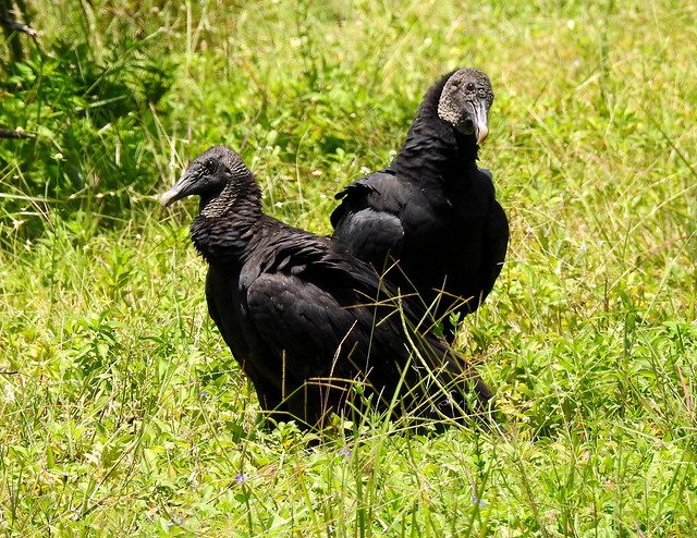 Black Vultures At Tamiami Trail In Everglades - Florida - USA
