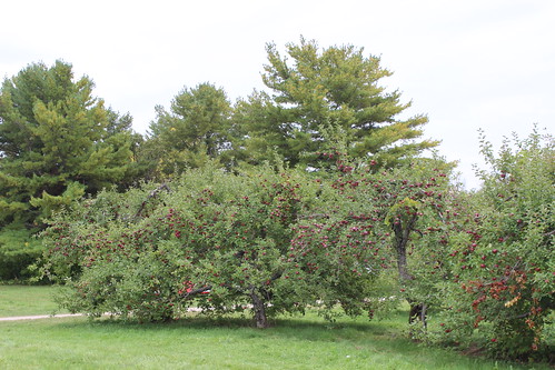 apple tree nature arbre pommier quebec qc québec montérégie monteregie verger orchard