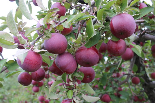 apple pomme pommier tree nature fruit food quebec qc québec monteregie montérégie canada