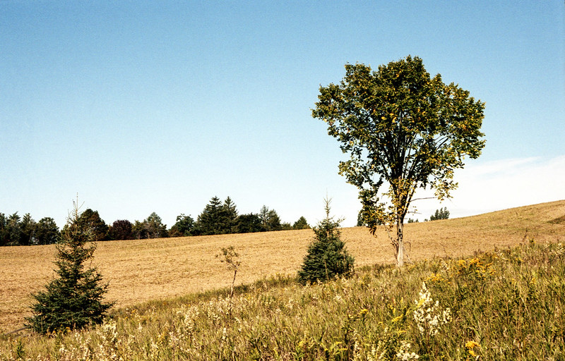 Trees in the Field