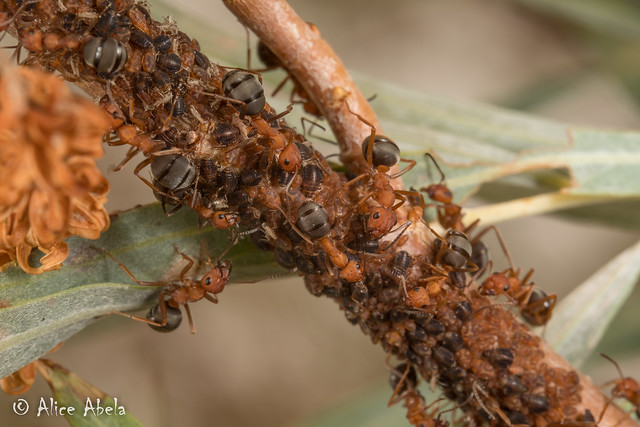 Thatching Ant (Formica obscuripes) - tending aphids on willow