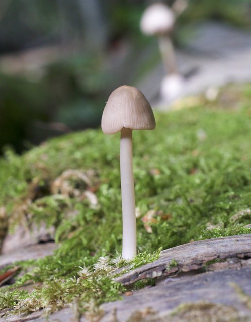 Mushroom hunting in Bottom Wood, Chorleywood