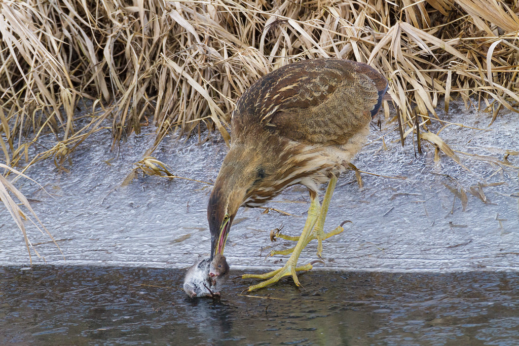 An American bittern tries to dunk a terrified vole through the ice at Rest Lake at Ridgefield National Wildlife Refuge in Ridgefield, Washington on January 1, 2011. Original: _MG_2182.cr2