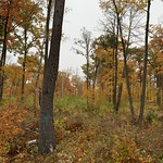 Designated wildlife tree in a hardwood timber harvest site in Beltrami County, MN Touring a site that was harvested the previous year in Beltrami County, MN. The silvicultural treatment varied throughout the harvest site to accommodate a variety of objectives including timber quality and wildlife habitat. 