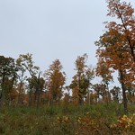 Autumn in a hardwood timber harvest site in Beltrami County, MN Touring a site that was harvested the previous year in Beltrami County, MN. The silvicultural treatment varied throughout the harvest site to accommodate a variety of objectives including timber quality and wildlife habitat. 