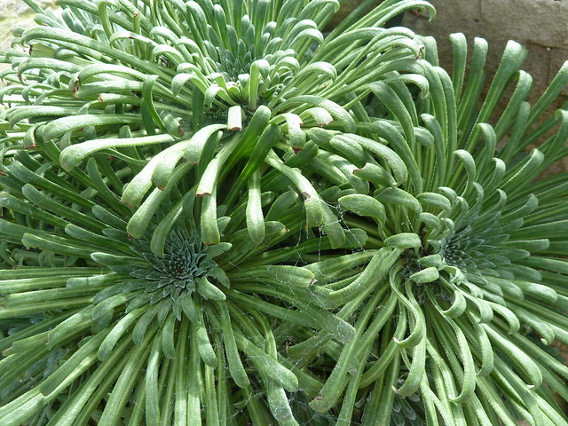 Saxifraga Longilfolia