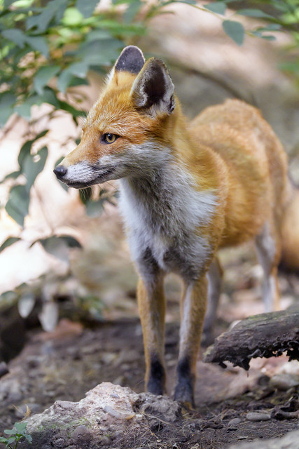 Fox nicely standing