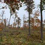 Autumn in a hardwood timber harvest site in Beltrami County, MN Touring a site that was harvested the previous year in Beltrami County, MN. The silvicultural treatment varied throughout the harvest site to accommodate a variety of objectives including timber quality and wildlife habitat. 